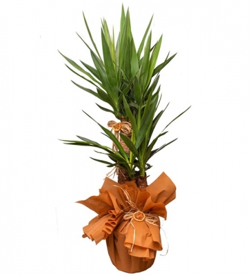 Yucca 2`Li  Köklü Büyük Boy