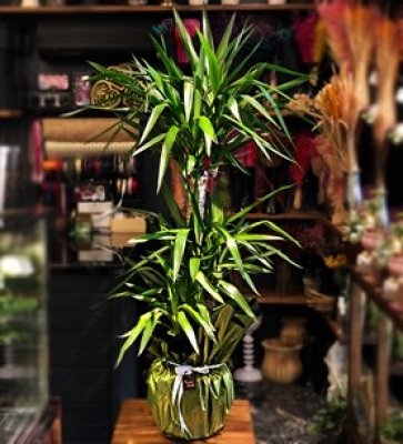 Yucca 3 Köklü -150 cm