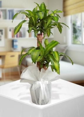 Dracena Massengena İkili